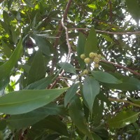 Conocarpus lancifolius Engl.